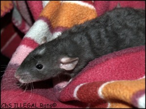 † Benjy ILLEGAL Rats (B5)